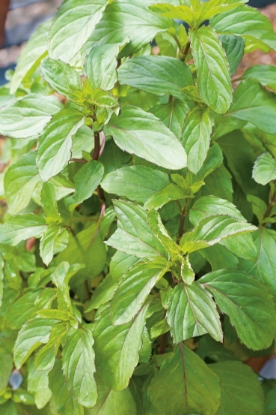 Picture of Peppermint (Mentha Piperita)